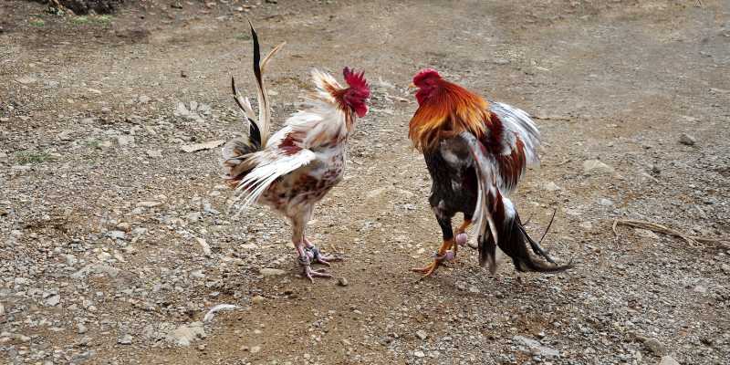 Special Nutrition Regimen for Top-Tier Fighting Roosters - Enhancing Physical Strength and Endurance